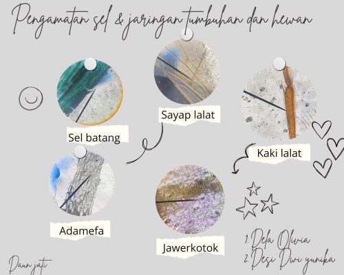 KIR: Pengamatan mikro struktur Daun
